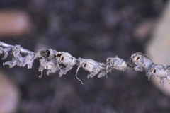 Sairocarpus