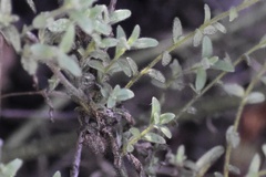 Sairocarpus
