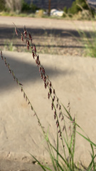 Bouteloua curtipendula