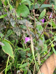 Hypoestes phyllostachya