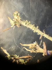 Cladonia scabriuscula