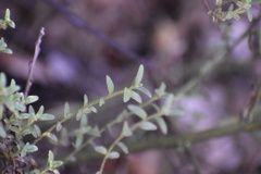 Sairocarpus