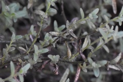 Sairocarpus