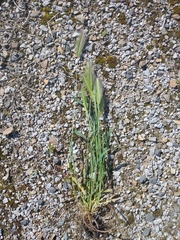 Hordeum murinum