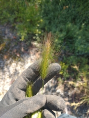 Hordeum murinum