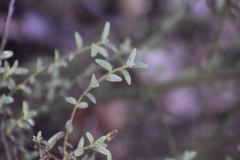 Sairocarpus