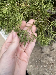 Juniperus virginiana