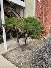 Juniperus virginiana
