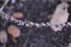 Sairocarpus