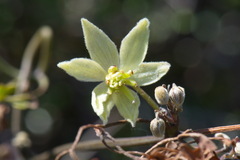 Clematis foetida