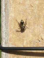 Protonectarina sylveirae