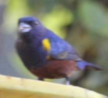 Euphonia pectoralis