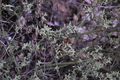 Sairocarpus