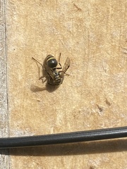 Protonectarina sylveirae