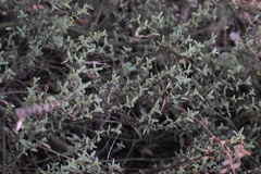 Sairocarpus