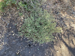 Sairocarpus