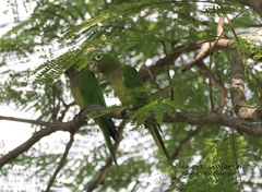Eupsittula nana