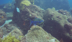 Balistes vetula