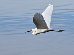 Egretta garzetta