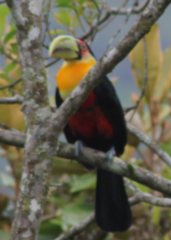 Ramphastos dicolorus
