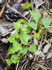 Matelea edwardsensis