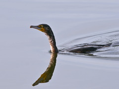 Phalacrocorax carbo