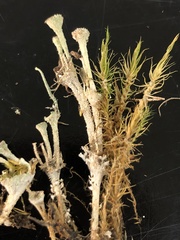 Cladonia verticillata