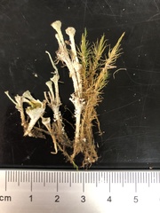 Cladonia verticillata