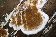 Serpula himantioides