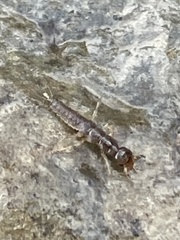 Nebriinae