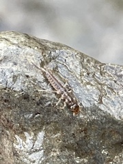 Nebriinae