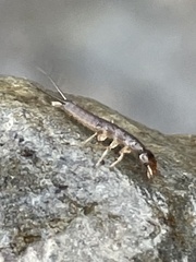 Nebriinae