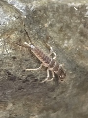 Nebriinae