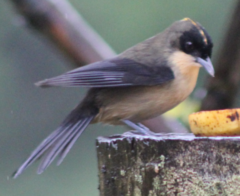 Trichothraupis melanops