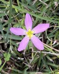 Sabatia stellaris