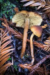 Gymnopilus rufescens
