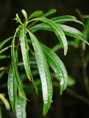 Melicytus lanceolatus