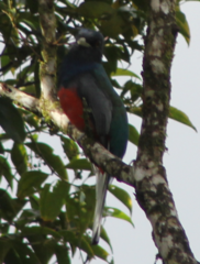 Trogon surrucura