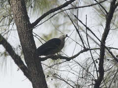 Ducula pacifica
