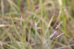 Polygala appendiculata