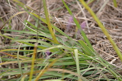 Polygala appendiculata
