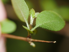 Olearia gardneri