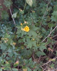 Modiolastrum malvifolium