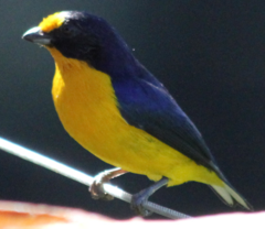 Euphonia violacea