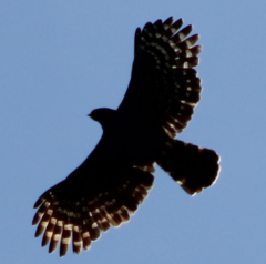 Spizaetus tyrannus