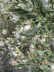 Baccharis halimifolia