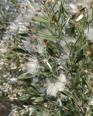 Baccharis halimifolia