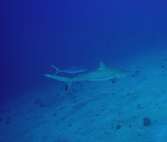 Elagatis bipinnulata