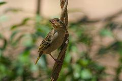Foudia madagascariensis