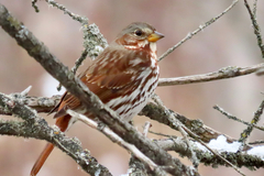 Passerella iliaca iliaca